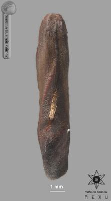 Lonchocarpus-purpureus-FS4135-zh.jpg.jpg
