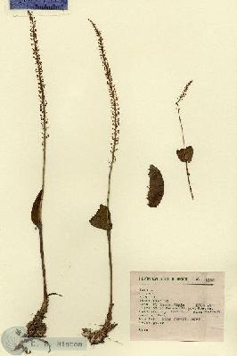 URN_catalog_HBHinton_herbarium_1322.jpg.jpg