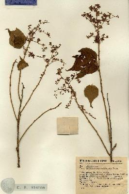 URN_catalog_HBHinton_herbarium_13398.jpg.jpg