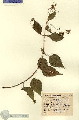 URN_catalog_HBHinton_herbarium_14618.jpg.jpg
