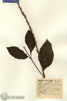 URN_catalog_HBHinton_herbarium_8236-1.jpg.jpg