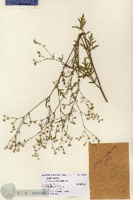 URN_catalog_HBHinton_herbarium_12031.jpg.jpg