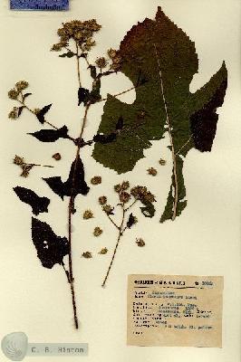 URN_catalog_HBHinton_herbarium_12855.jpg.jpg