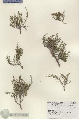 URN_catalog_HBHinton_herbarium_19643.jpg.jpg