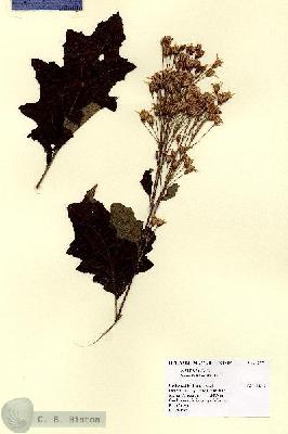 URN_catalog_HBHinton_herbarium_12774.jpg.jpg