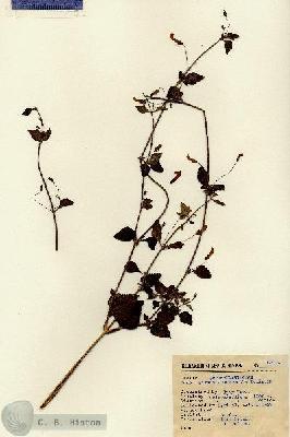 URN_catalog_HBHinton_herbarium_12924.jpg.jpg