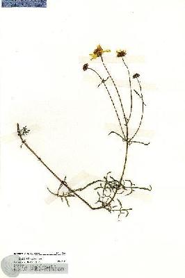URN_catalog_HBHinton_herbarium_19666.jpg.jpg