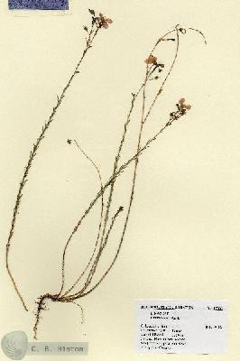 URN_catalog_HBHinton_herbarium_17007.jpg.jpg