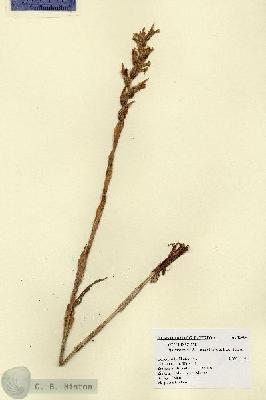 URN_catalog_HBHinton_herbarium_13484.jpg.jpg