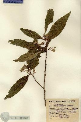 URN_catalog_HBHinton_herbarium_14742.jpg.jpg