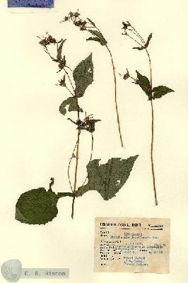 URN_catalog_HBHinton_herbarium_14745.jpg.jpg
