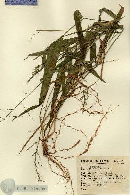 URN_catalog_HBHinton_herbarium_14683.jpg.jpg