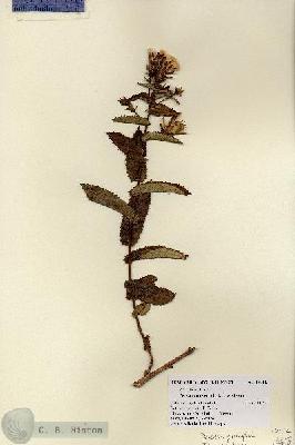 URN_catalog_HBHinton_herbarium_14912.jpg.jpg