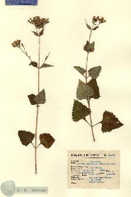 URN_catalog_HBHinton_herbarium_14957.jpg.jpg