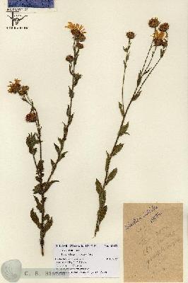 URN_catalog_HBHinton_herbarium_15477.jpg.jpg
