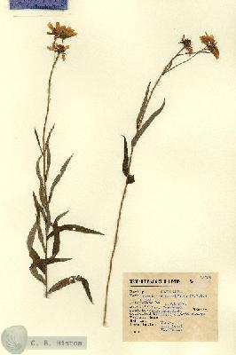 URN_catalog_HBHinton_herbarium_15052.jpg.jpg