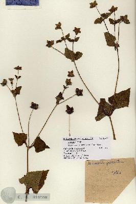URN_catalog_HBHinton_herbarium_15466.jpg.jpg
