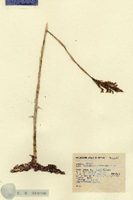 URN_catalog_HBHinton_herbarium_15835.jpg.jpg