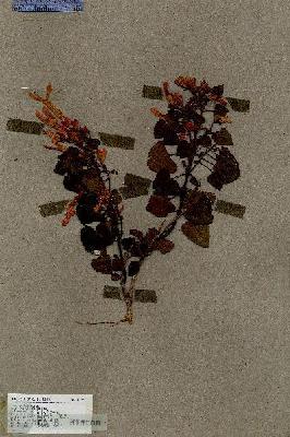 URN_catalog_HBHinton_herbarium_17259.jpg.jpg