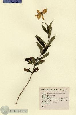 URN_catalog_HBHinton_herbarium_1710.jpg.jpg