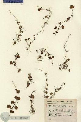 URN_catalog_HBHinton_herbarium_1717.jpg.jpg