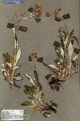 URN_catalog_HBHinton_herbarium_17204.jpg.jpg