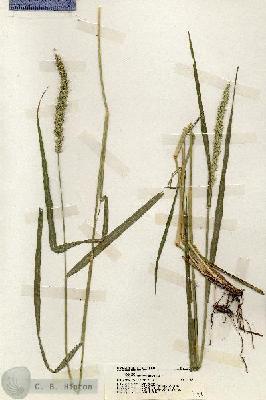 URN_catalog_HBHinton_herbarium_19774.jpg.jpg
