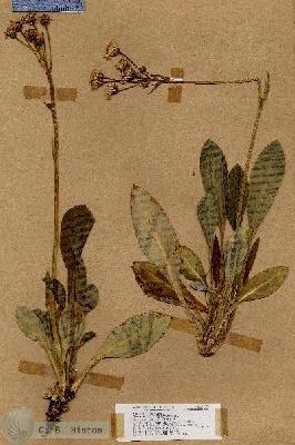 URN_catalog_HBHinton_herbarium_17369.jpg.jpg