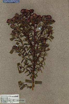 URN_catalog_HBHinton_herbarium_17409.jpg.jpg