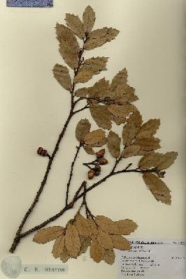 URN_catalog_HBHinton_herbarium_17430.jpg.jpg