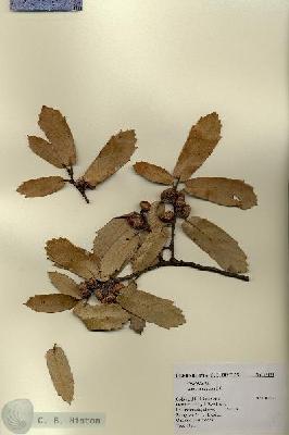 URN_catalog_HBHinton_herbarium_17434.jpg.jpg