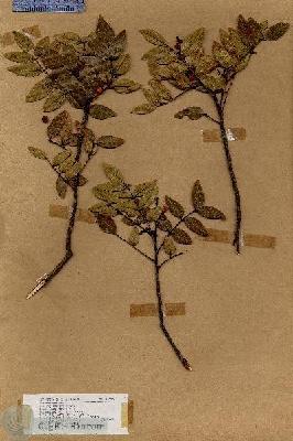 URN_catalog_HBHinton_herbarium_17448.jpg.jpg