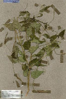 URN_catalog_HBHinton_herbarium_17675.jpg.jpg