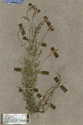 URN_catalog_HBHinton_herbarium_17695.jpg.jpg