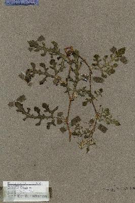 URN_catalog_HBHinton_herbarium_17727.jpg.jpg