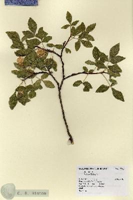 URN_catalog_HBHinton_herbarium_17792.jpg.jpg