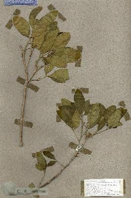URN_catalog_HBHinton_herbarium_17745.jpg.jpg