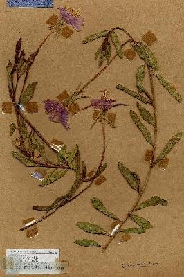 URN_catalog_HBHinton_herbarium_17814.jpg.jpg