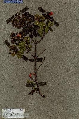 URN_catalog_HBHinton_herbarium_17572.jpg.jpg