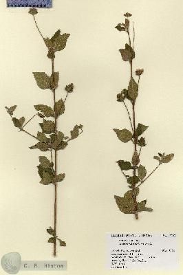 URN_catalog_HBHinton_herbarium_17595.jpg.jpg