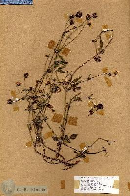 URN_catalog_HBHinton_herbarium_17633.jpg.jpg