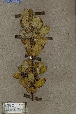URN_catalog_HBHinton_herbarium_17886.jpg.jpg