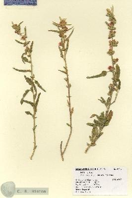 URN_catalog_HBHinton_herbarium_17843.jpg.jpg