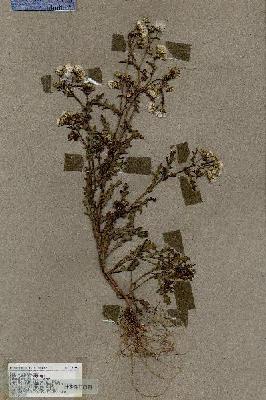 URN_catalog_HBHinton_herbarium_17984.jpg.jpg