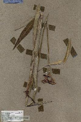 URN_catalog_HBHinton_herbarium_18281.jpg.jpg