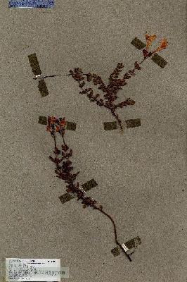 URN_catalog_HBHinton_herbarium_18305.jpg.jpg