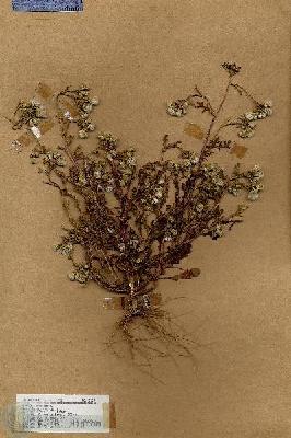 URN_catalog_HBHinton_herbarium_18153.jpg.jpg