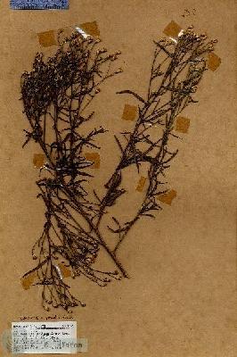 URN_catalog_HBHinton_herbarium_18364.jpg.jpg