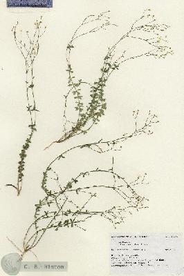 URN_catalog_HBHinton_herbarium_18240.jpg.jpg
