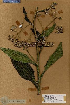 URN_catalog_HBHinton_herbarium_18353.jpg.jpg